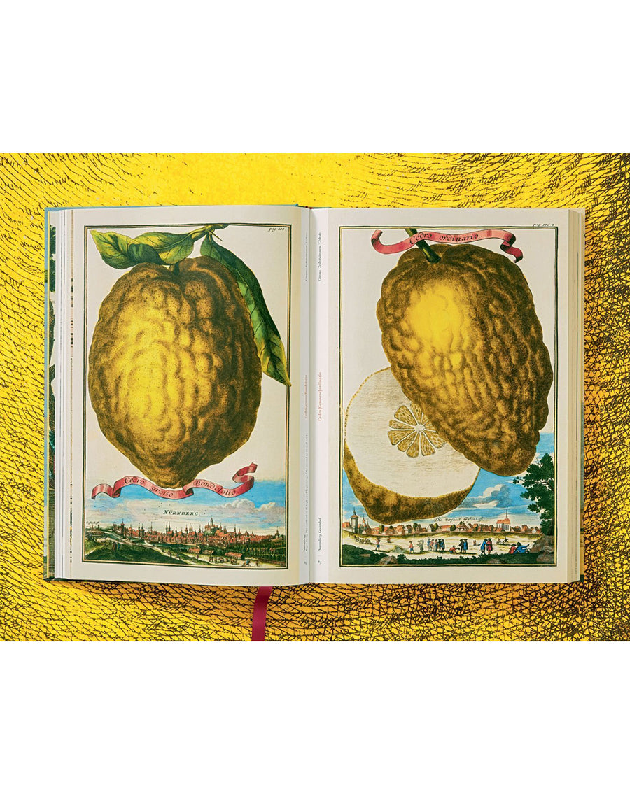 The Book of Citrus Fruits by J.C. Volkamer